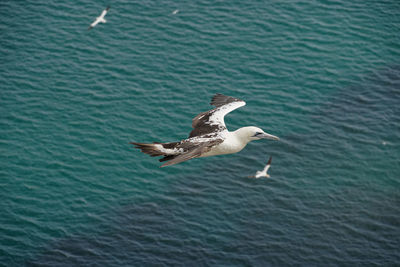 High angle view of seagull flying over sea