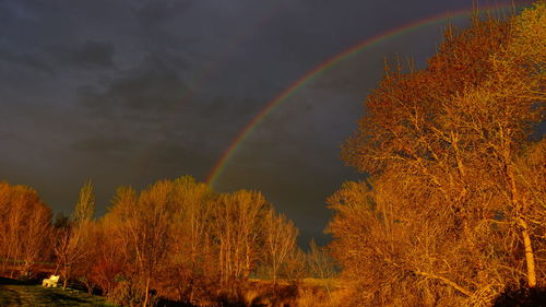 Rainbow over trees against sky during autumn