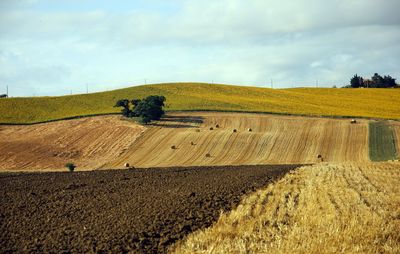 Scenic view of agricultural field against sky