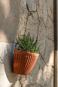 Close-up of potted plant