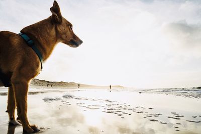 Dog standing on beach against the sky