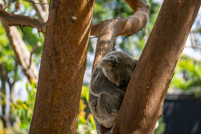 Close-up of squirrel on tree