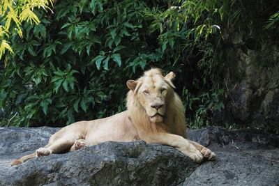 Cat relaxing on rock