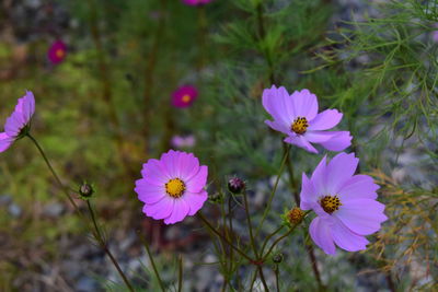 Close-up of white daisy flowers