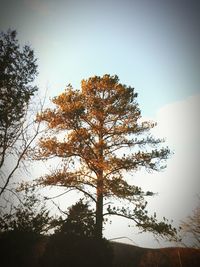 Low angle view of trees against sky