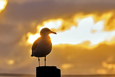 Seagull perching on a orange sunset