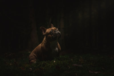 Portrait of a dog on field