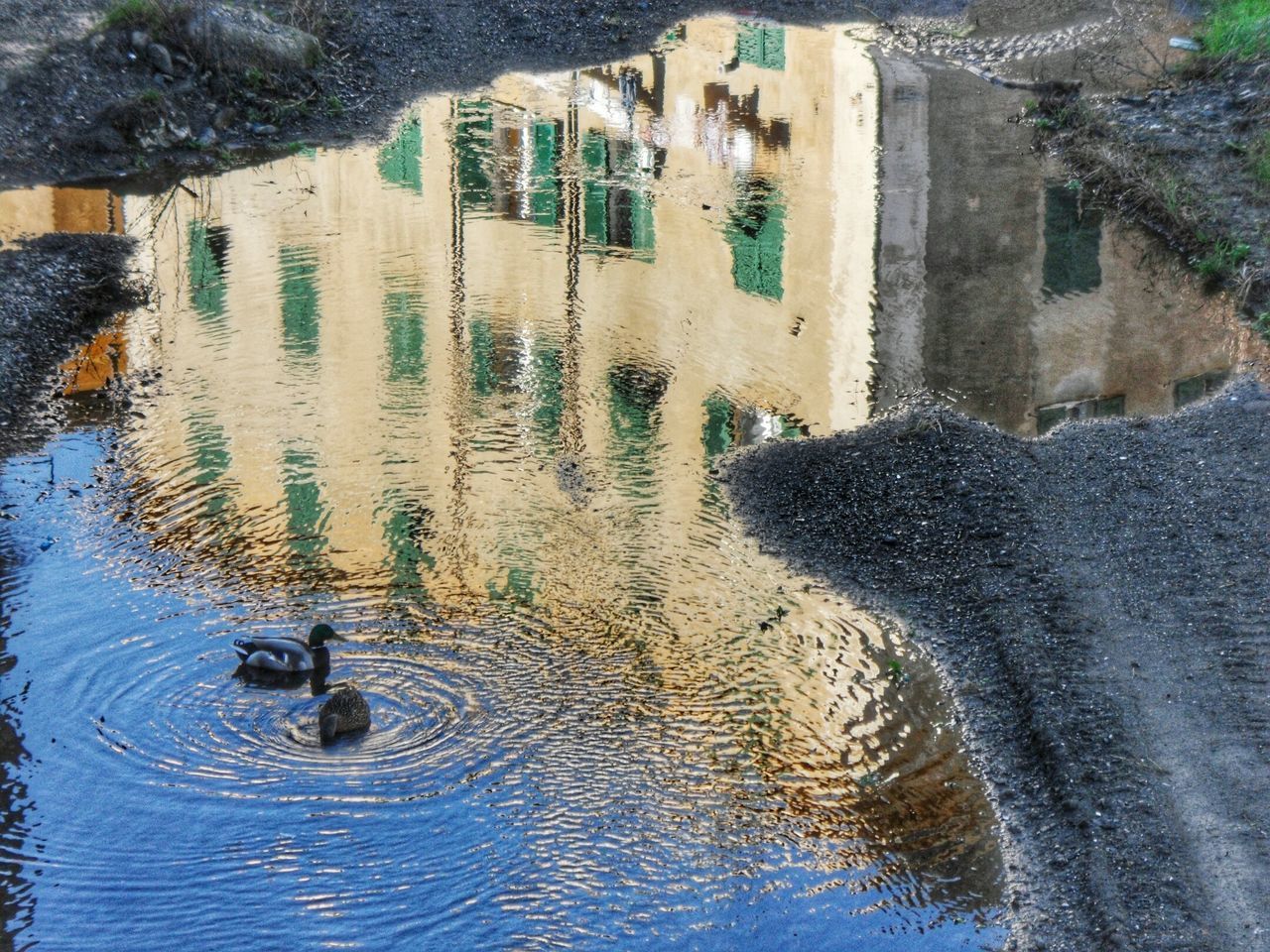 water, waterfront, reflection, puddle, building exterior, architecture, wet, high angle view, built structure, animal themes, rippled, day, swimming, outdoors, street, canal, rain, splashing, nature, fountain