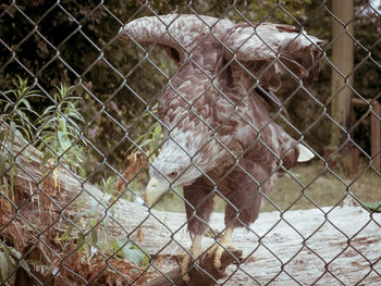 Close-up of sheep in cage