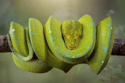 Close-up of green snake on branch