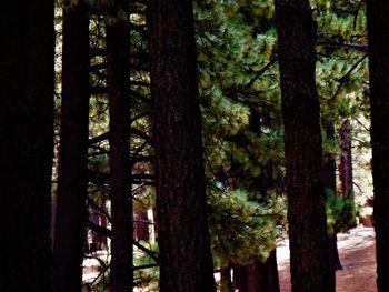 Close-up of trees in forest