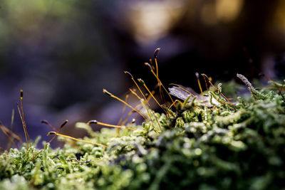 Close-up of plants growing outdoors