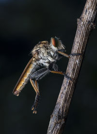 Close-up of insect