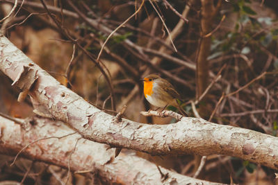 Bird perching on branch