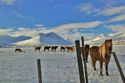 Horse on landscape