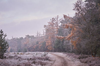 Trees against sky