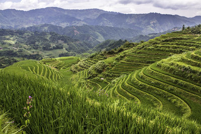 Scenic view of agricultural field against mountain