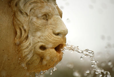 Close-up of water pouring from animal fountain