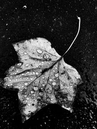 Close-up of wet leaf