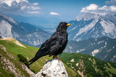 Raven on a rock high in the tiroler mountains