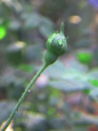 Close-up of insect on plant