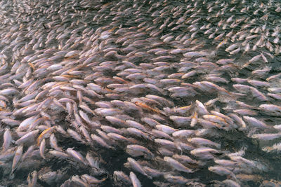 High angle view of fish in sea