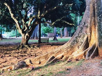 Trees in park