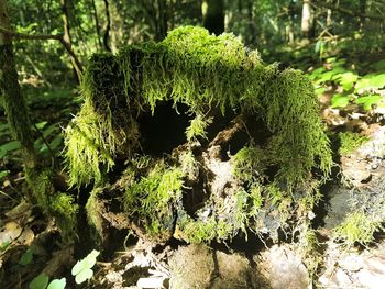 Close-up of moss growing on tree trunk