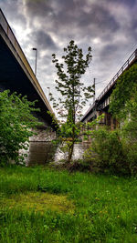 Plants by bridge against sky