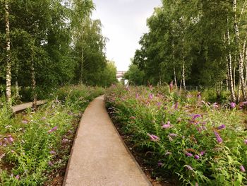 Footpath in forest