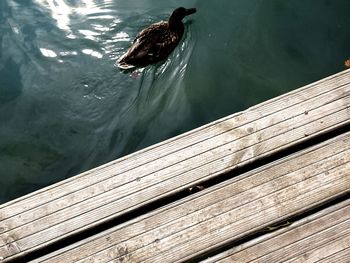 High angle view of duck swimming on lake