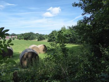 Scenic view of agricultural field against sky