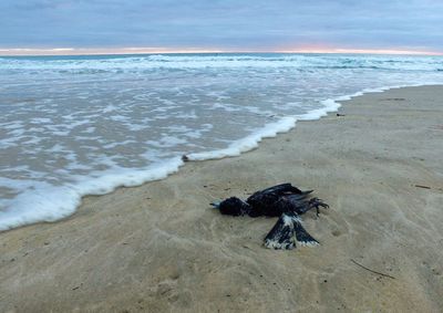 Scenic view of sea shore at beach against sky