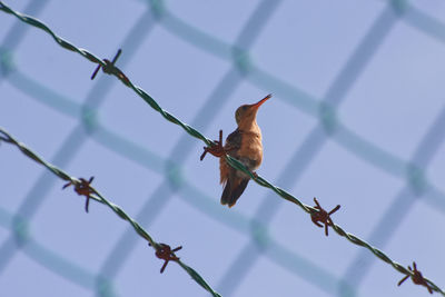 Low angle view of hummingbird on metal fence