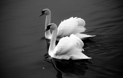 Swan swimming in lake