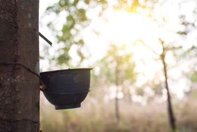 Trunk rubber hevea brasiliensis tree, tapping latex from a rubber tree.