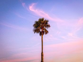 Low angle view of coconut palm tree against sky