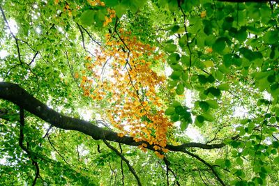 Low angle view of tree against sky