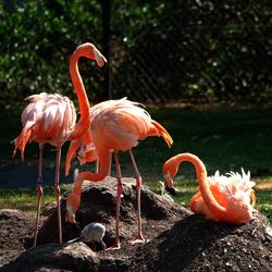 Flock of birds on rock