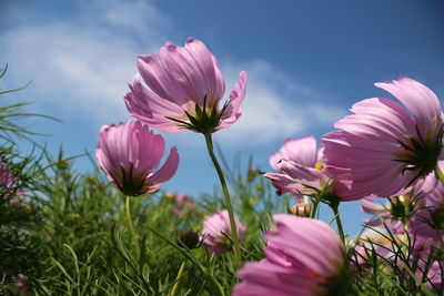 Close-up of pink cosmos flowers