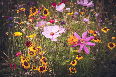 Close-up of flowers