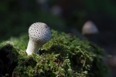 Close-up of mushroom growing outdoors