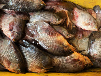 Pile of fresh gourami fish ready to be sold at the market