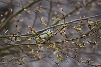 Close-up of bird perching on tree