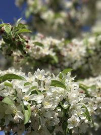 Close-up of white flowers blooming outdoors