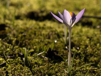 Close-up of purple crocus flowers on field