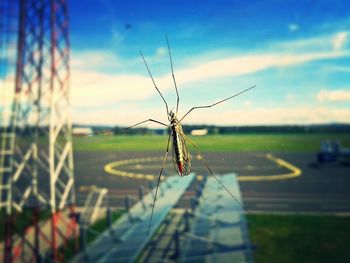 Close-up of insect against sky