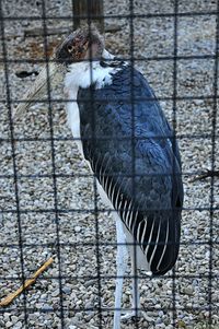 Close-up of bird perching on ground