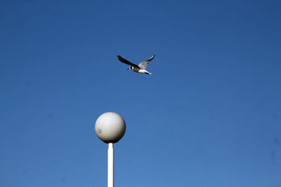 Low angle view of bird flying against clear blue sky