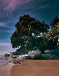 Trees on beach against sky